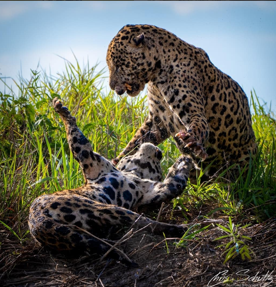 Jaguar