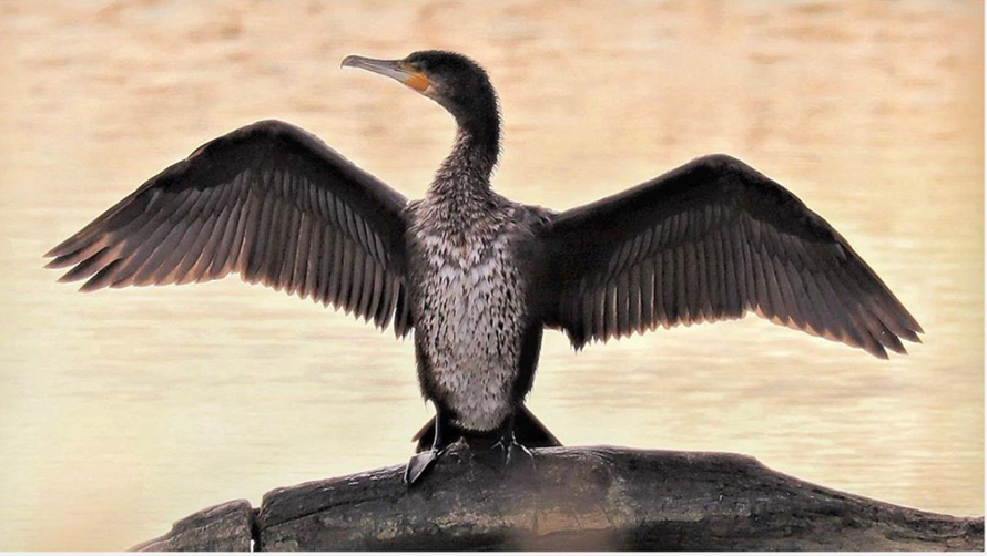 Cormoran