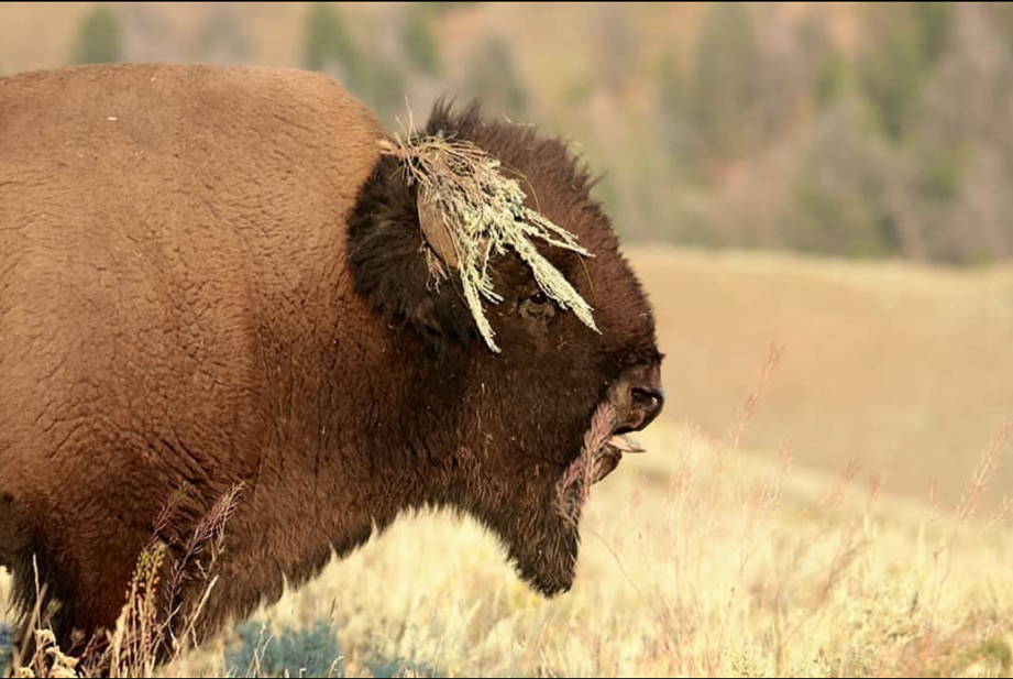 Bison Américain