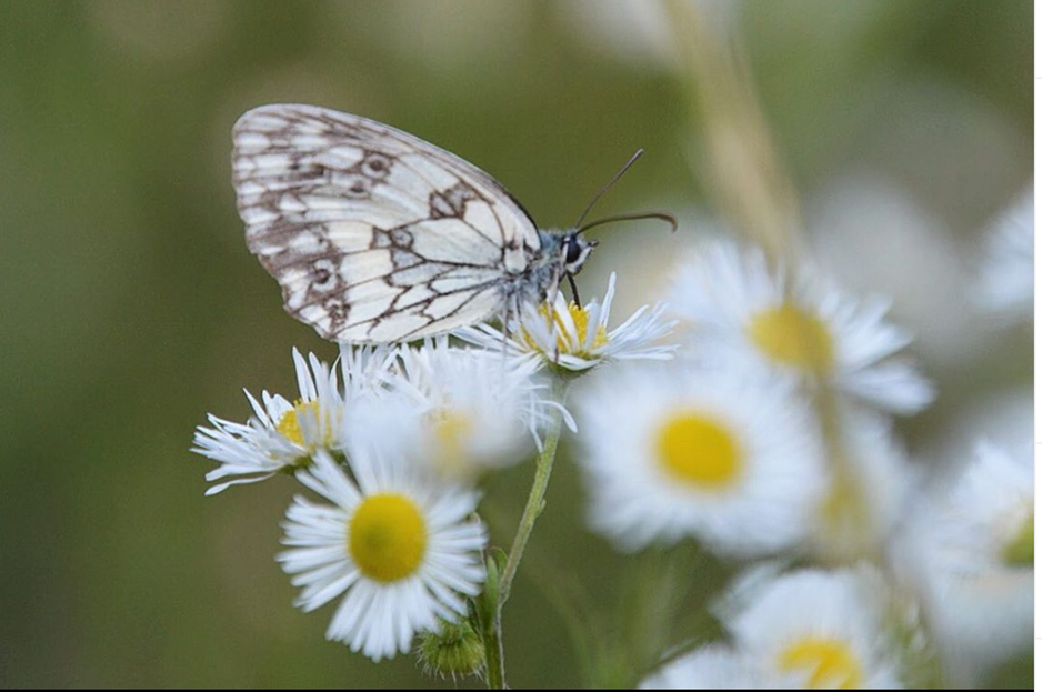Papillon