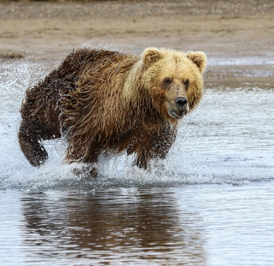 Grizzli
