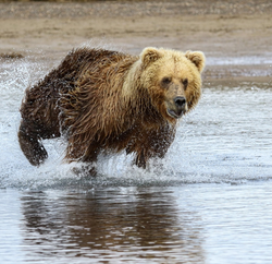 Grizzli