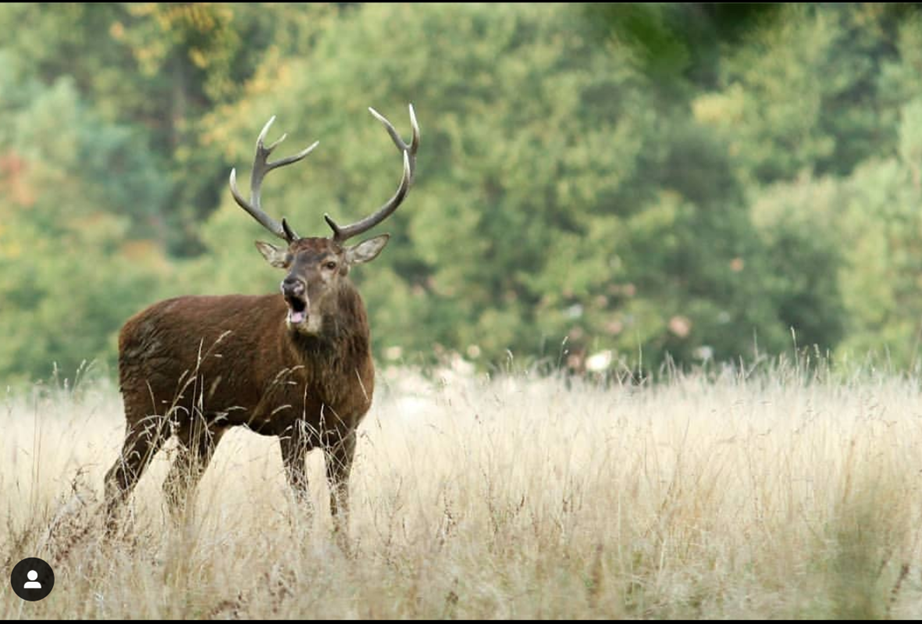 Cerf