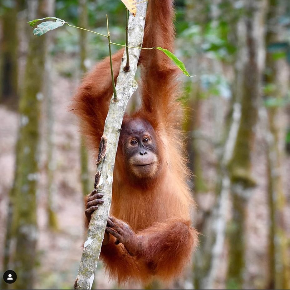 Orang Outan