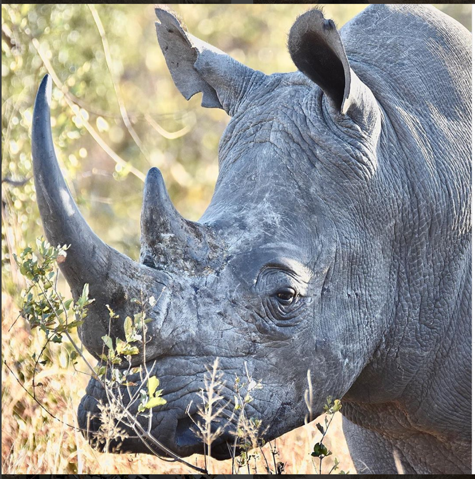 Rhinocéros