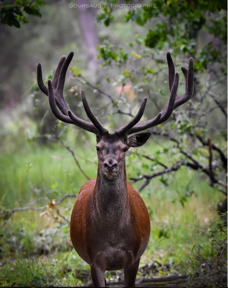 Cerf