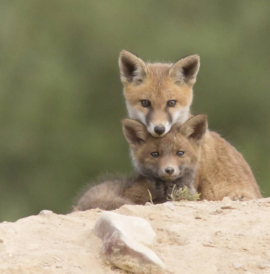 Renard