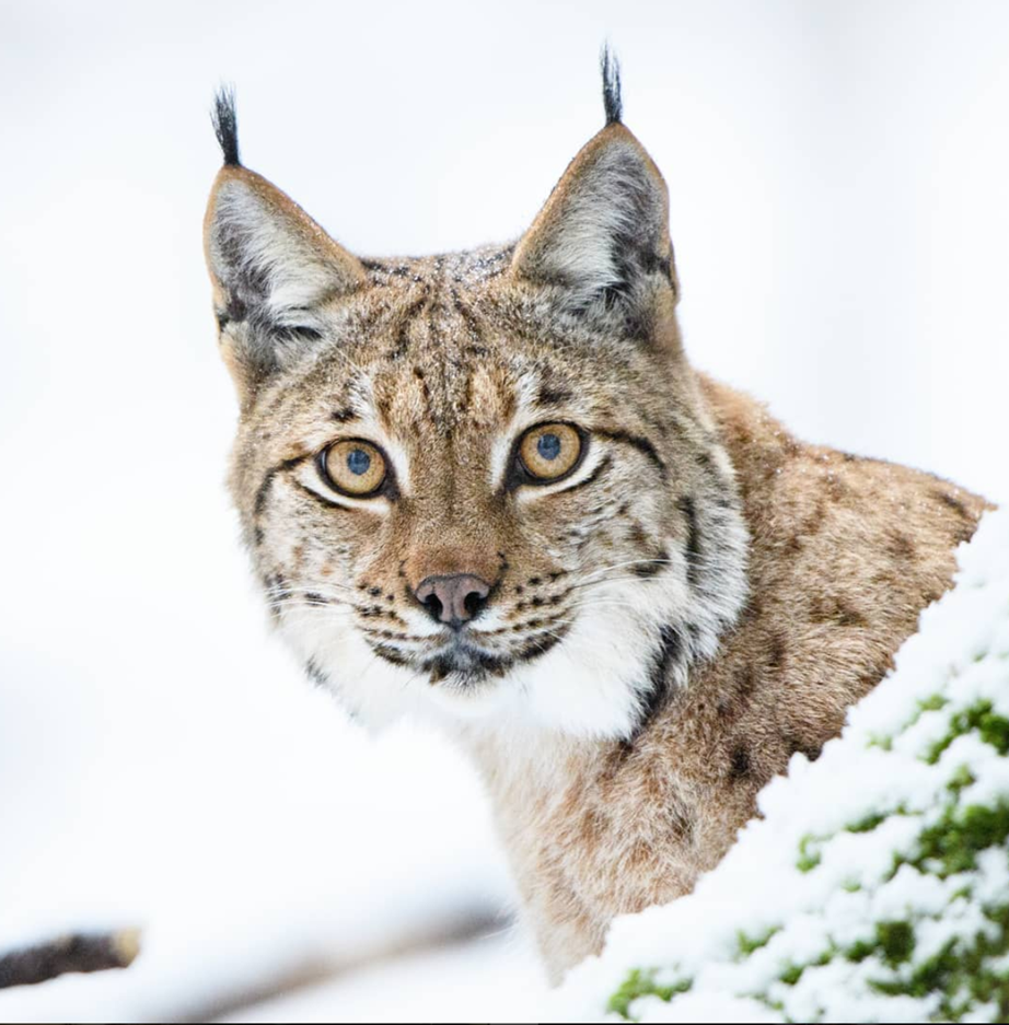 Lynx