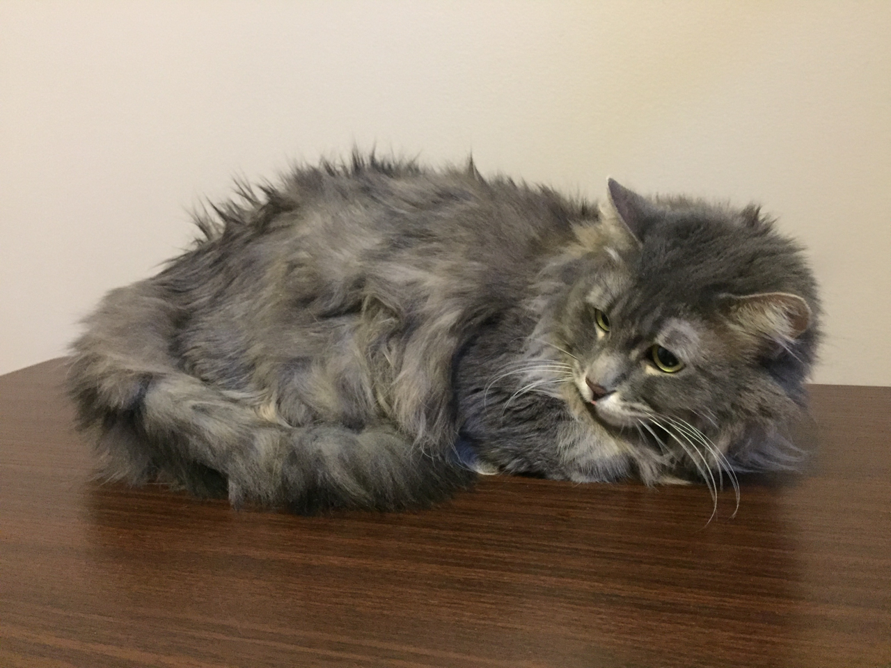 Pretty Kitty Cat Grooming Edmonton Cat Grooming Galleries