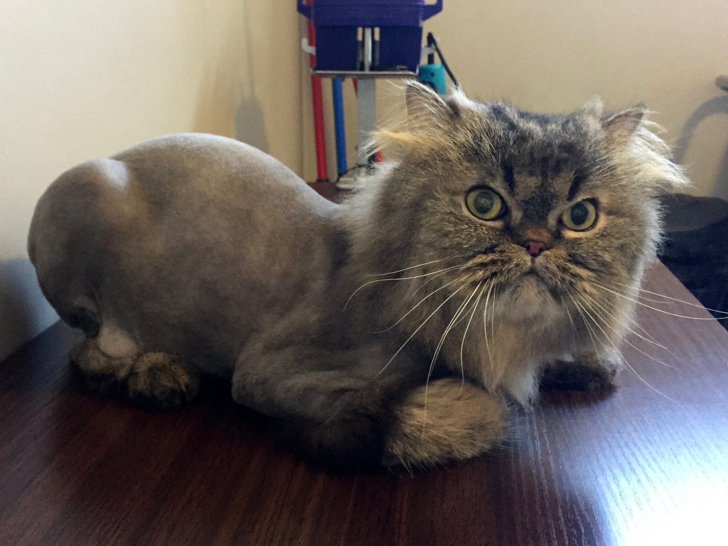 Pretty Kitty Cat Grooming Edmonton Cat Grooming Galleries