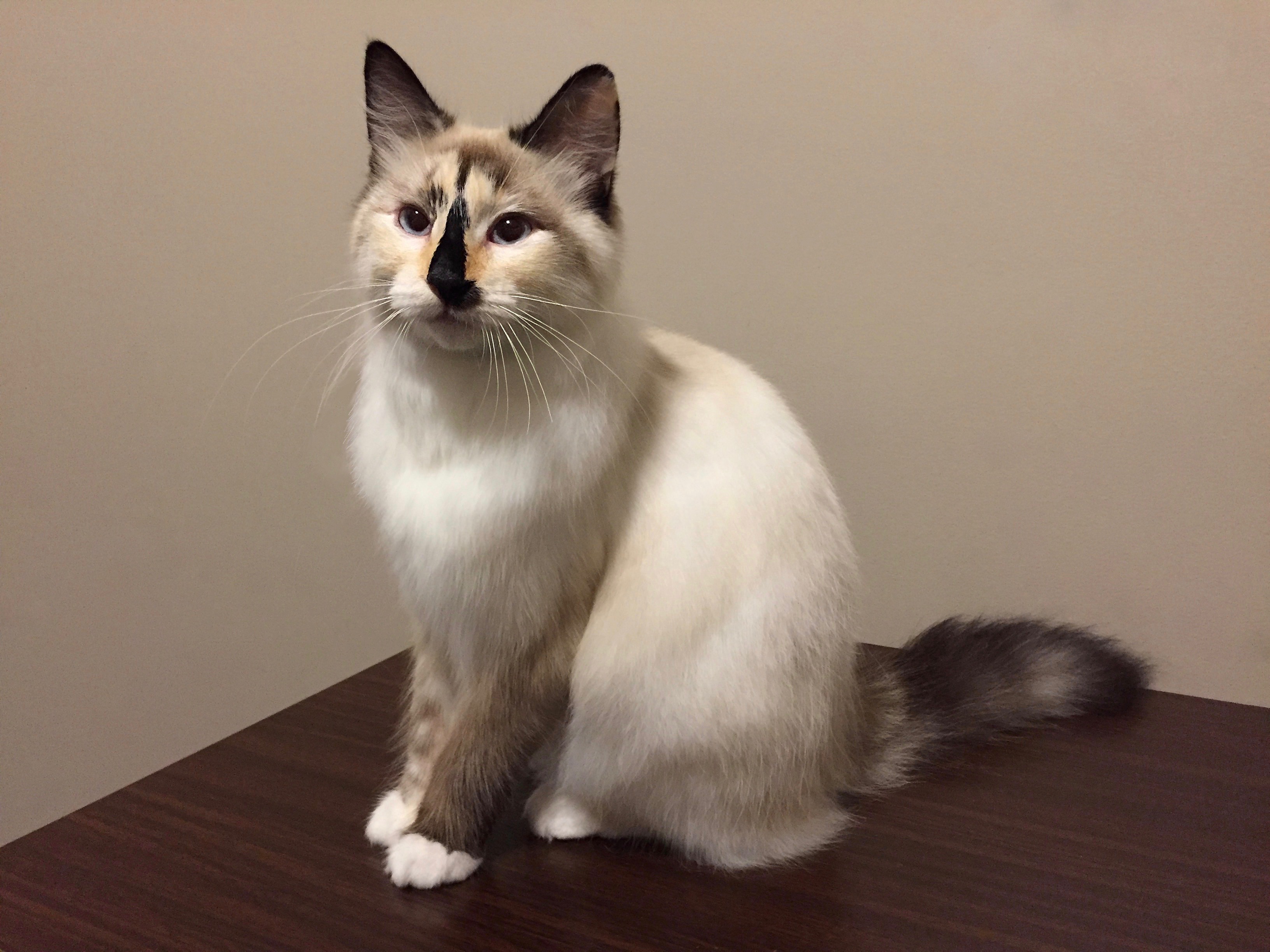 Pretty Kitty Cat Grooming - Edmonton Cat Grooming - Galleries