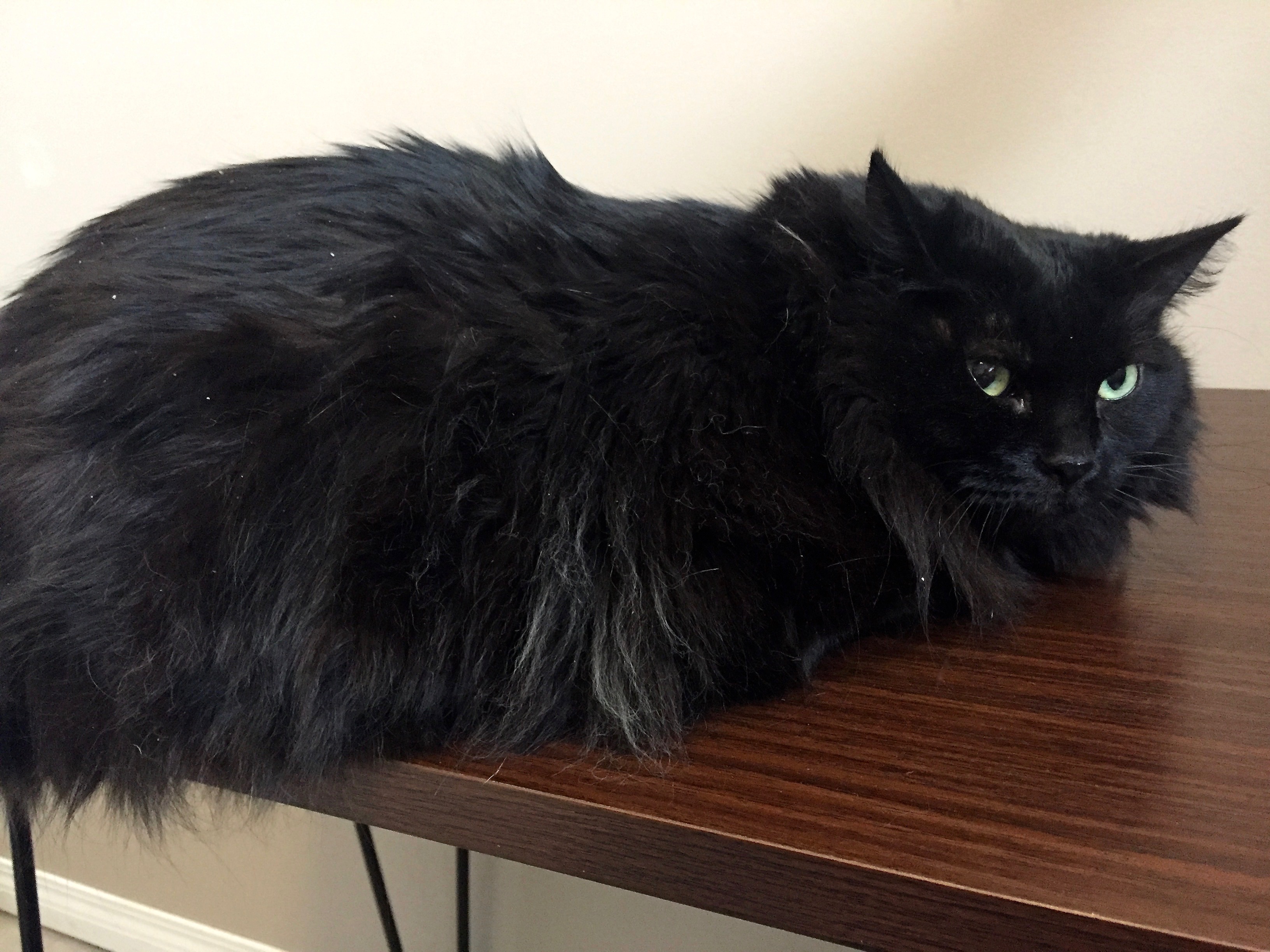 Pretty Kitty Cat Grooming Edmonton Cat Grooming Galleries