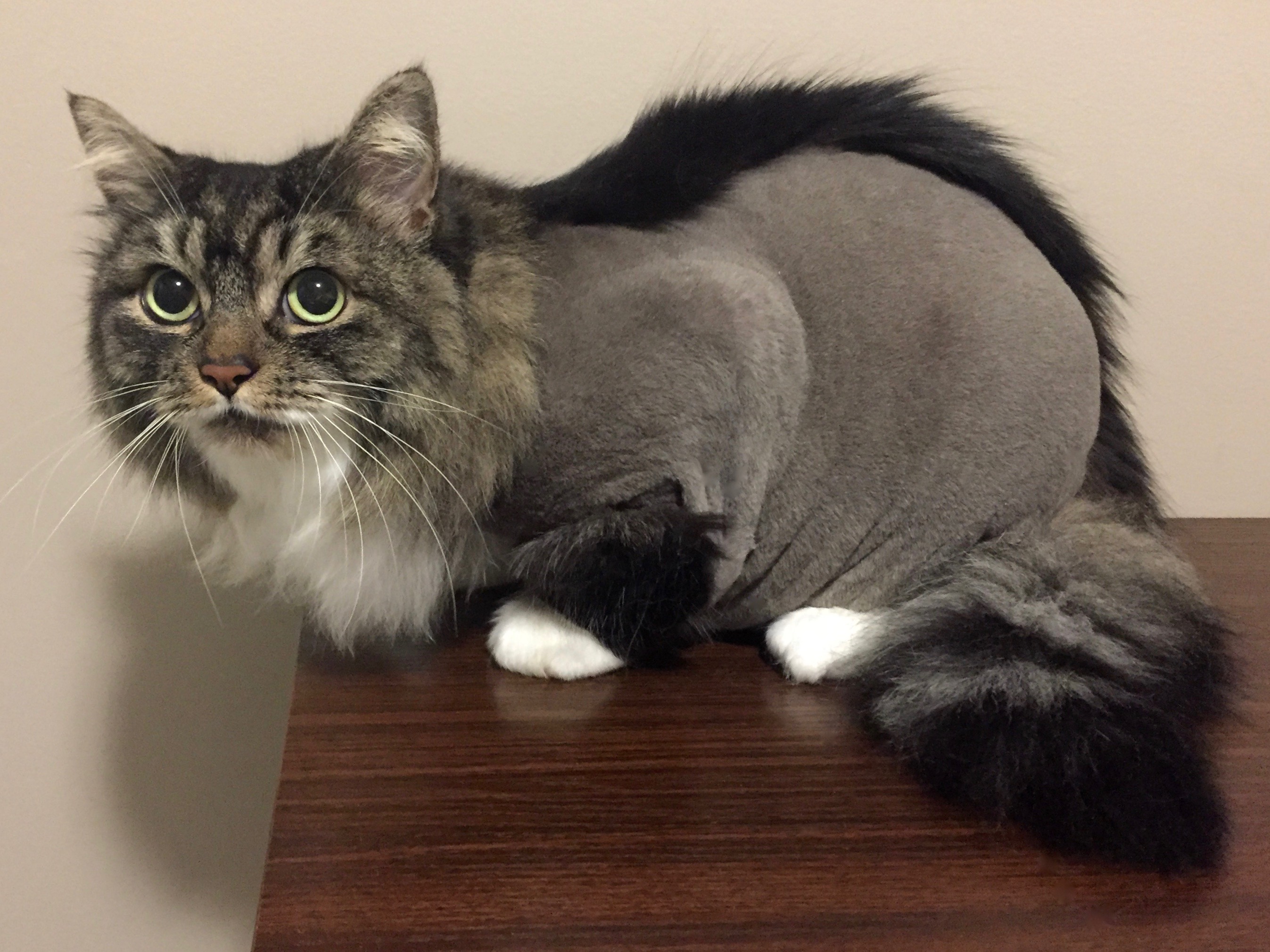 Pretty Kitty Cat Grooming Edmonton Cat Grooming Galleries