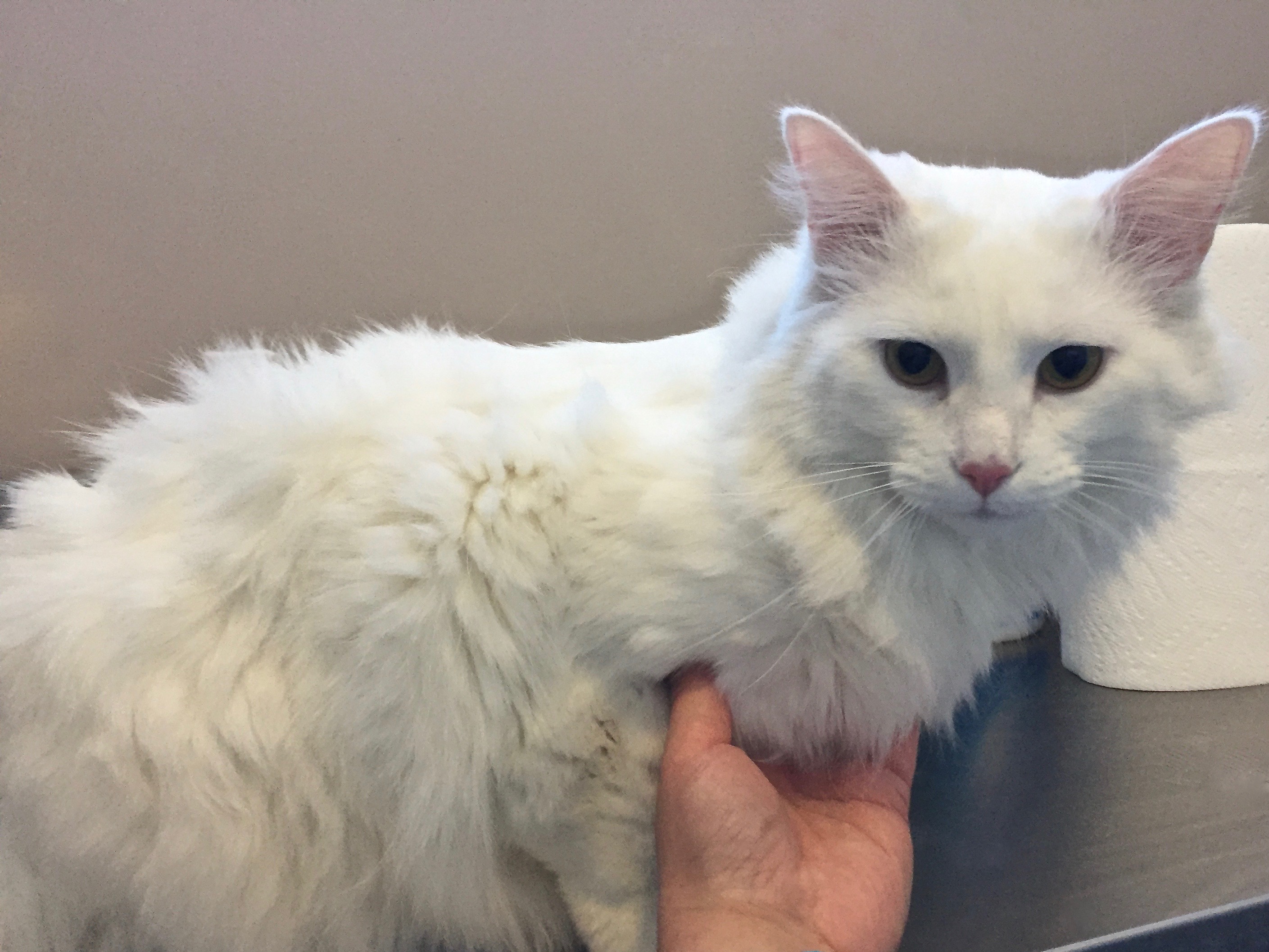 Pretty Kitty Cat Grooming Edmonton Cat Grooming Galleries