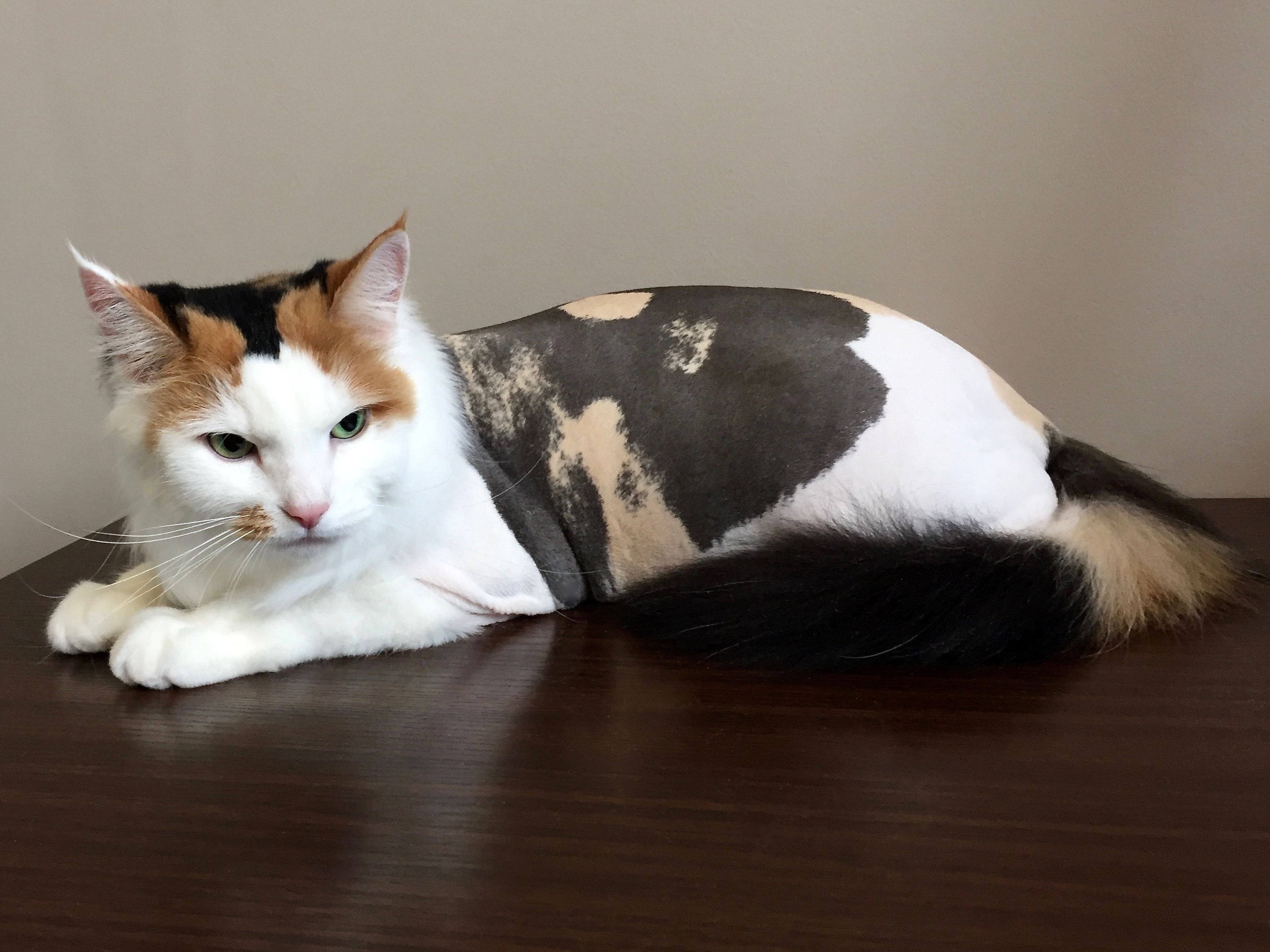 Pretty Kitty Cat Grooming Edmonton Cat Grooming Galleries