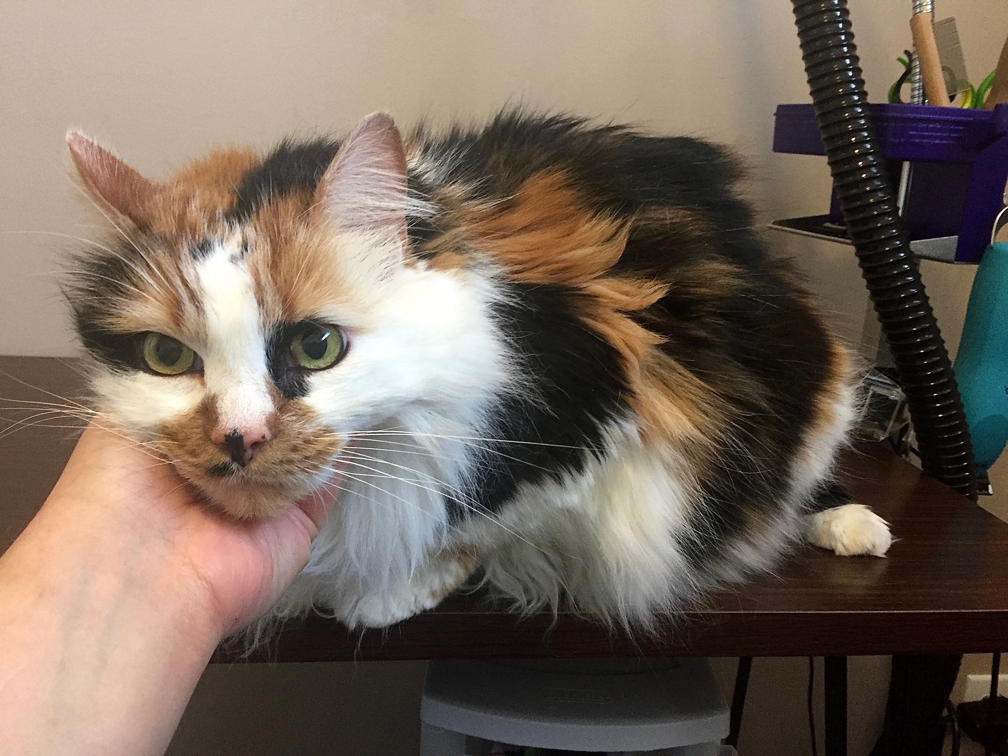 Pretty Kitty Cat Grooming Edmonton Cat Grooming Galleries