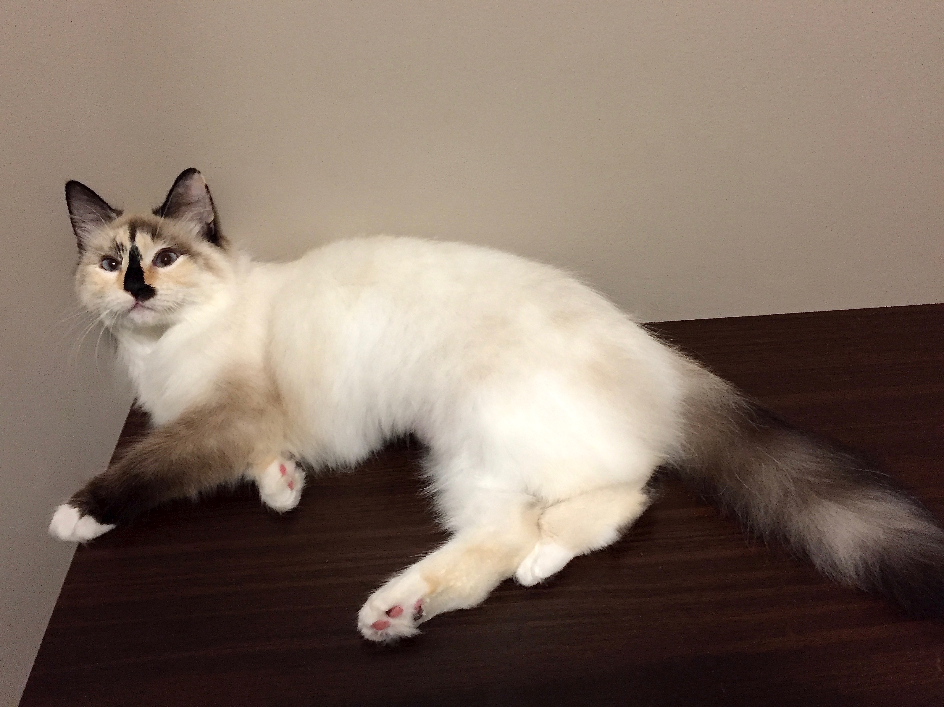 Pretty Kitty Cat Grooming - Edmonton Cat Grooming - Galleries