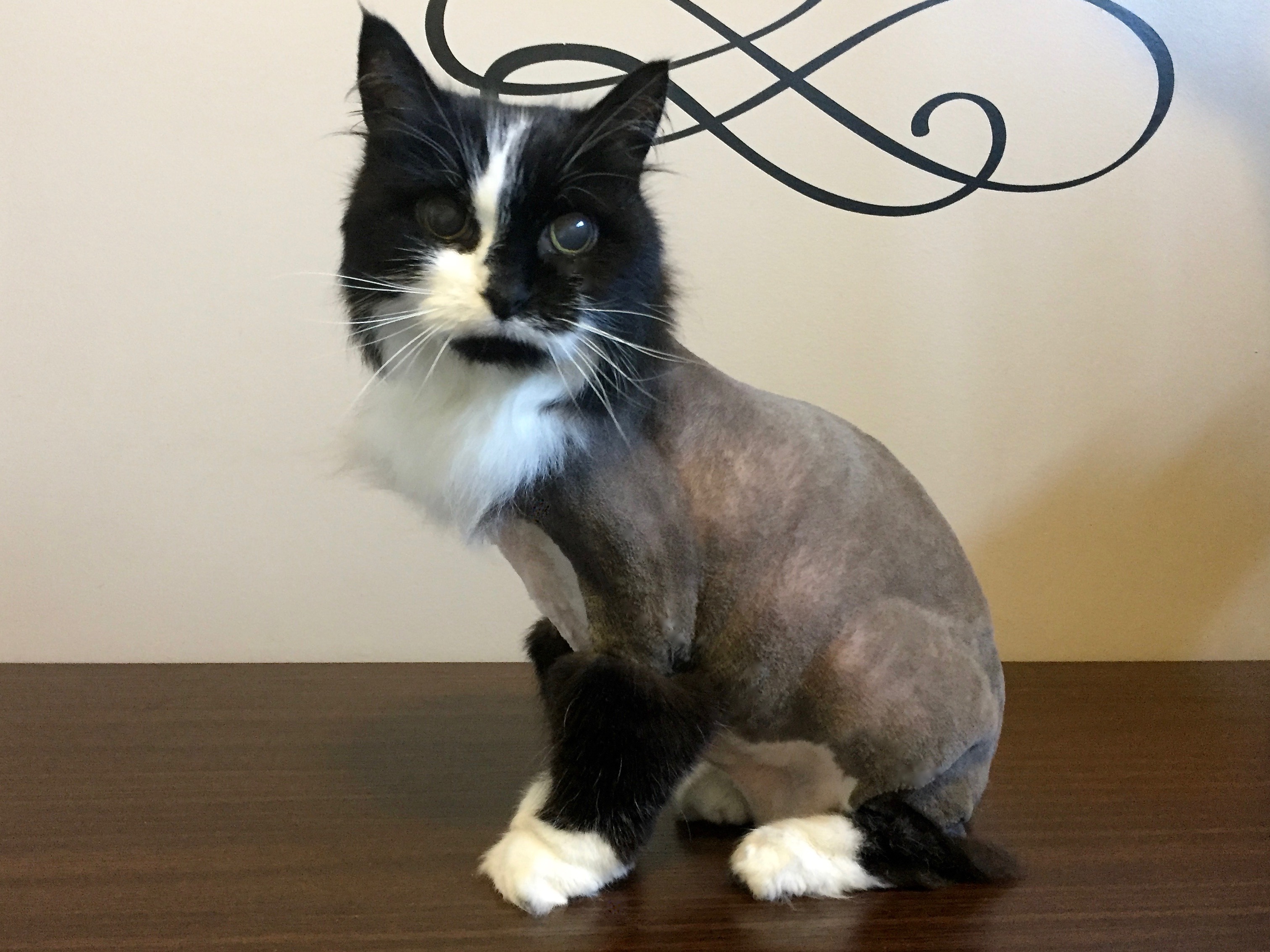 Pretty Kitty Cat Grooming Edmonton Cat Grooming Galleries