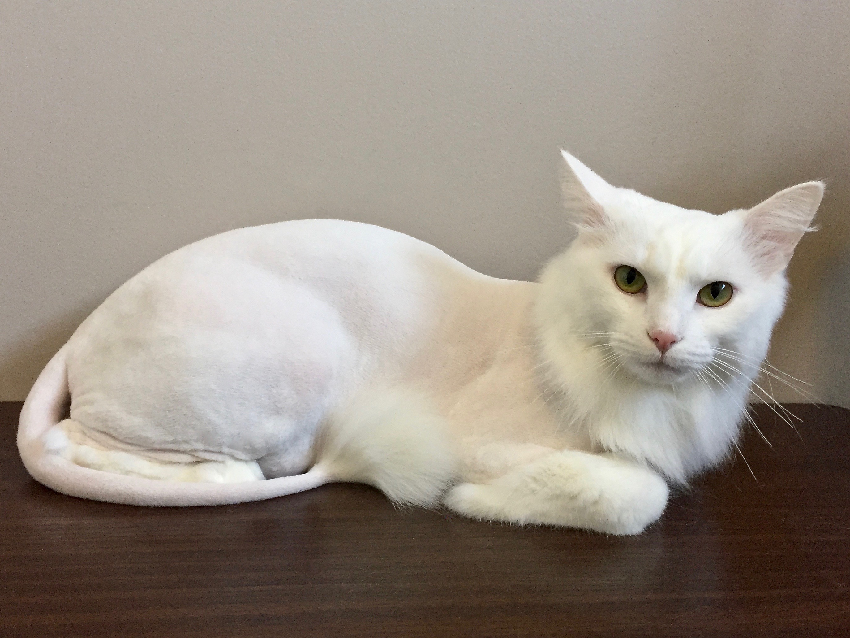  Lion  Cut On Cat 