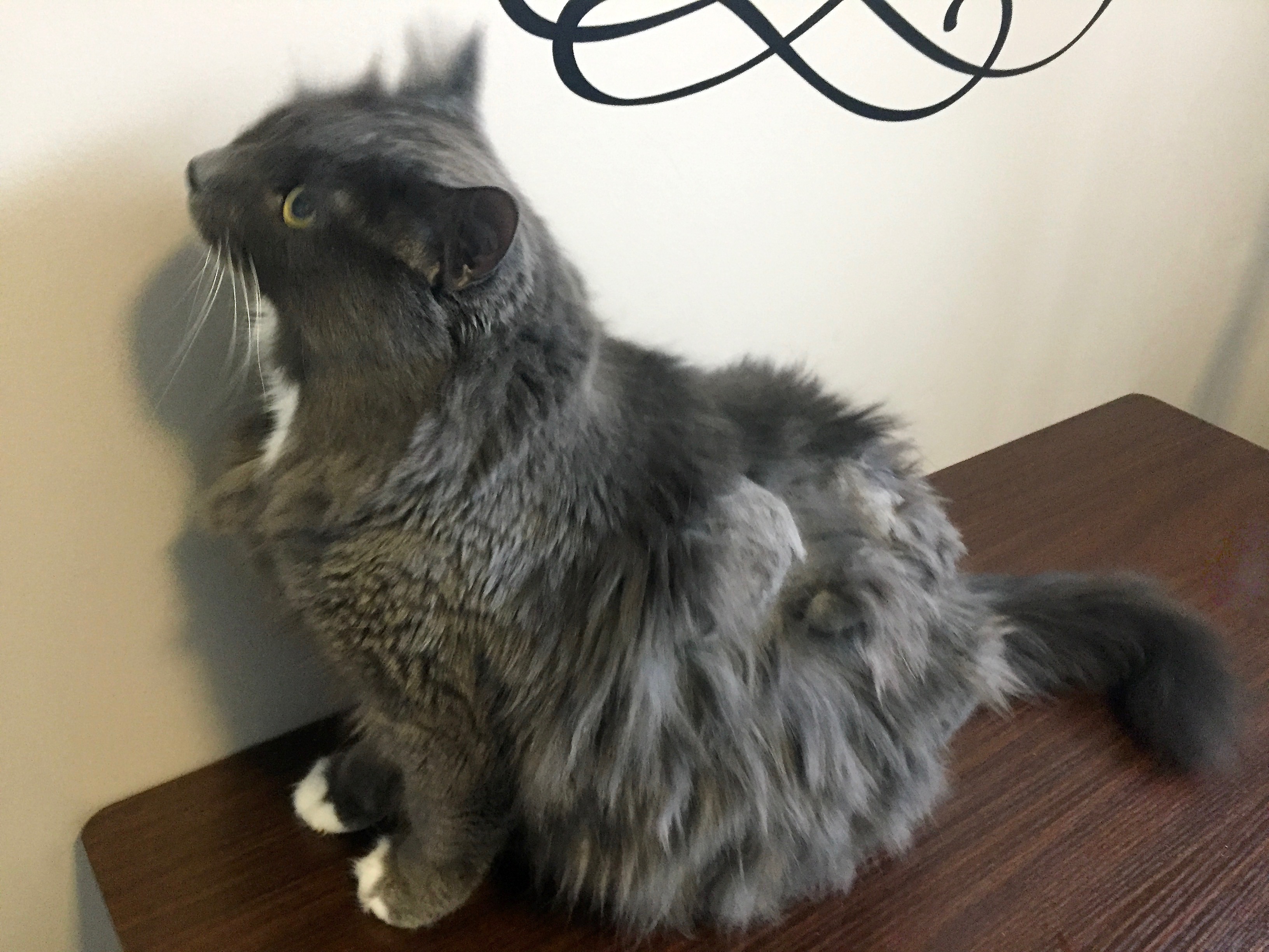 Pretty Kitty Cat Grooming Edmonton Cat Grooming Galleries