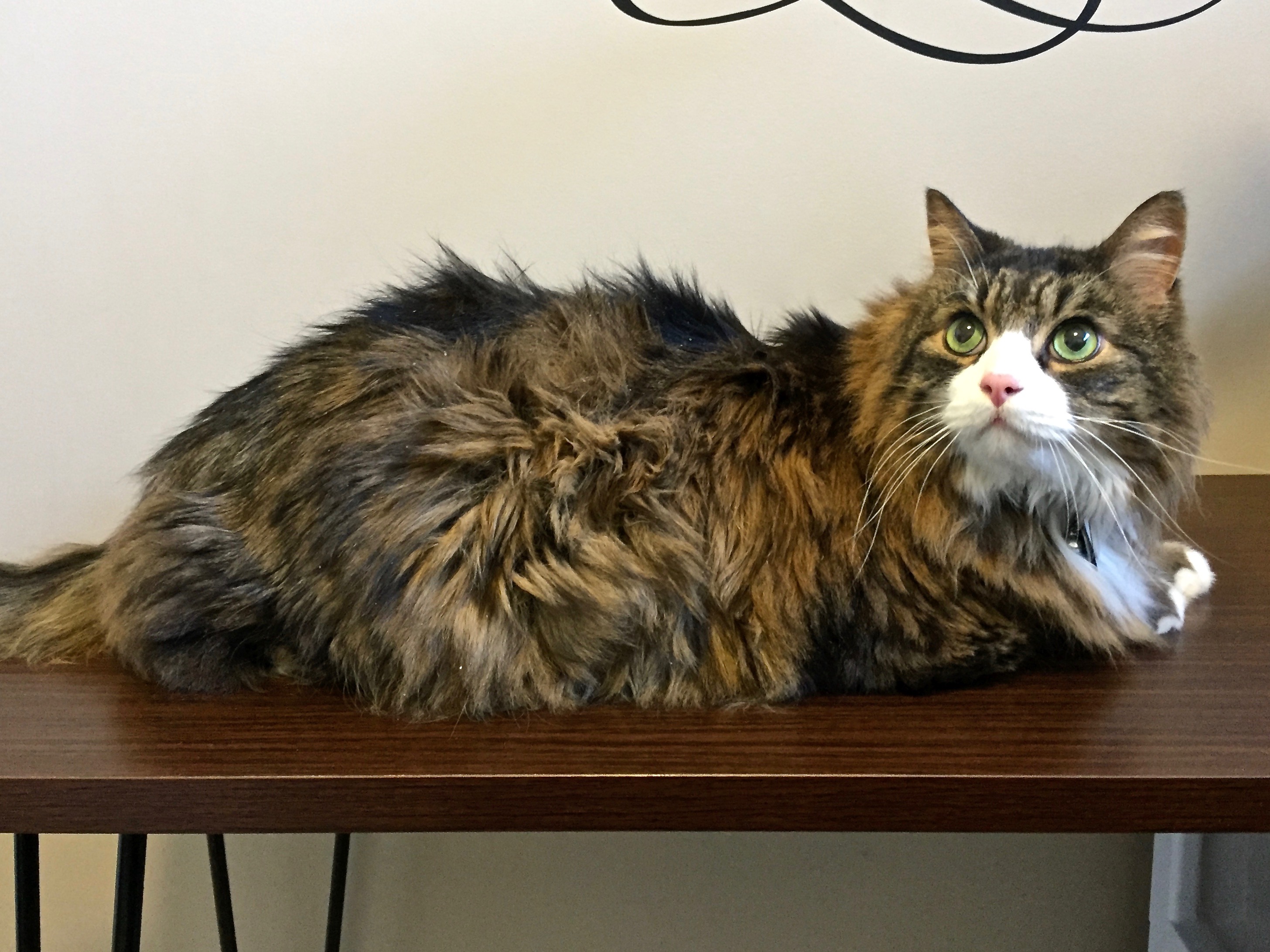 Pretty Kitty Cat Grooming Edmonton Cat Grooming Galleries