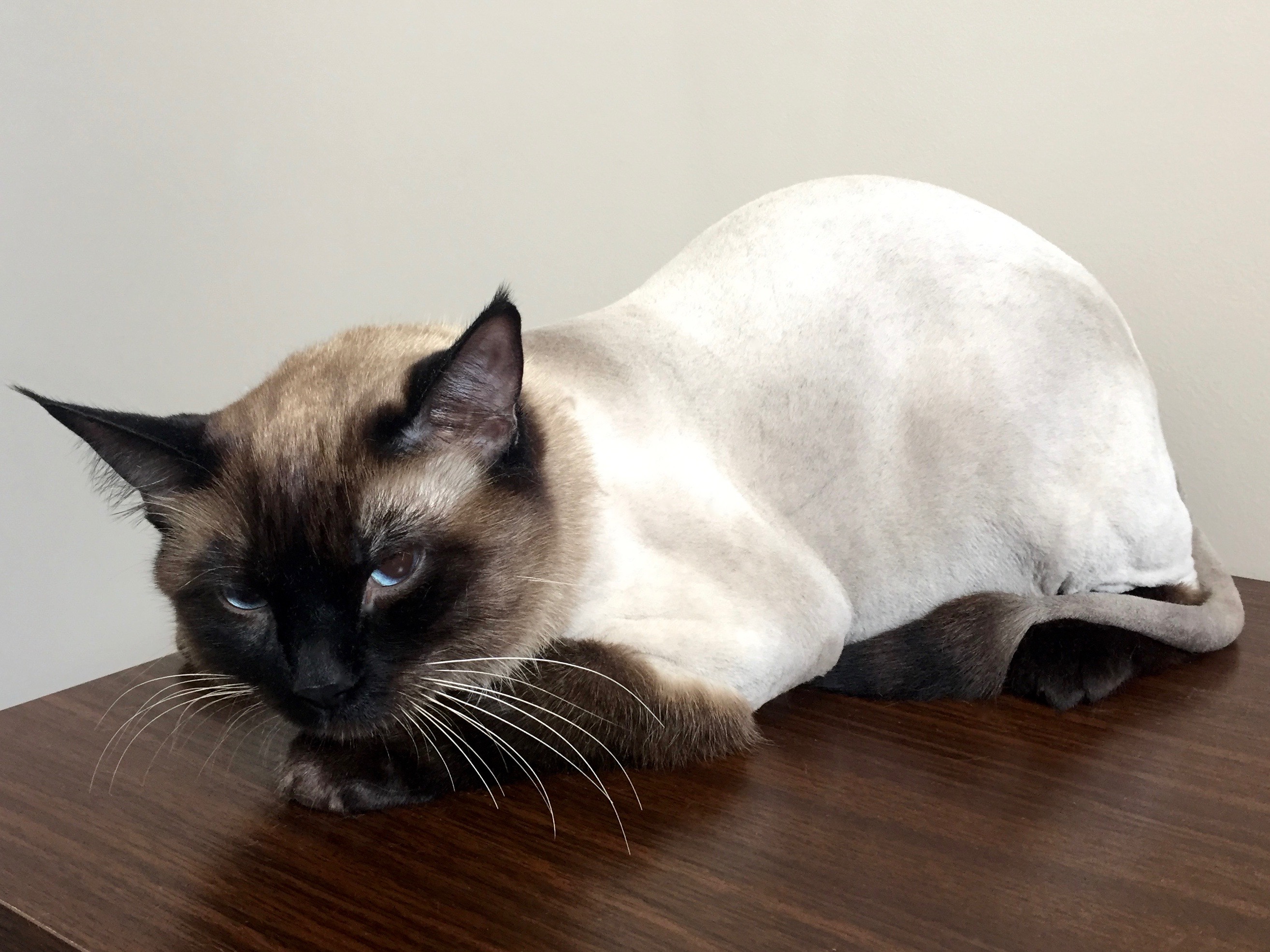 Pretty Kitty Cat Grooming Edmonton Cat Grooming Galleries