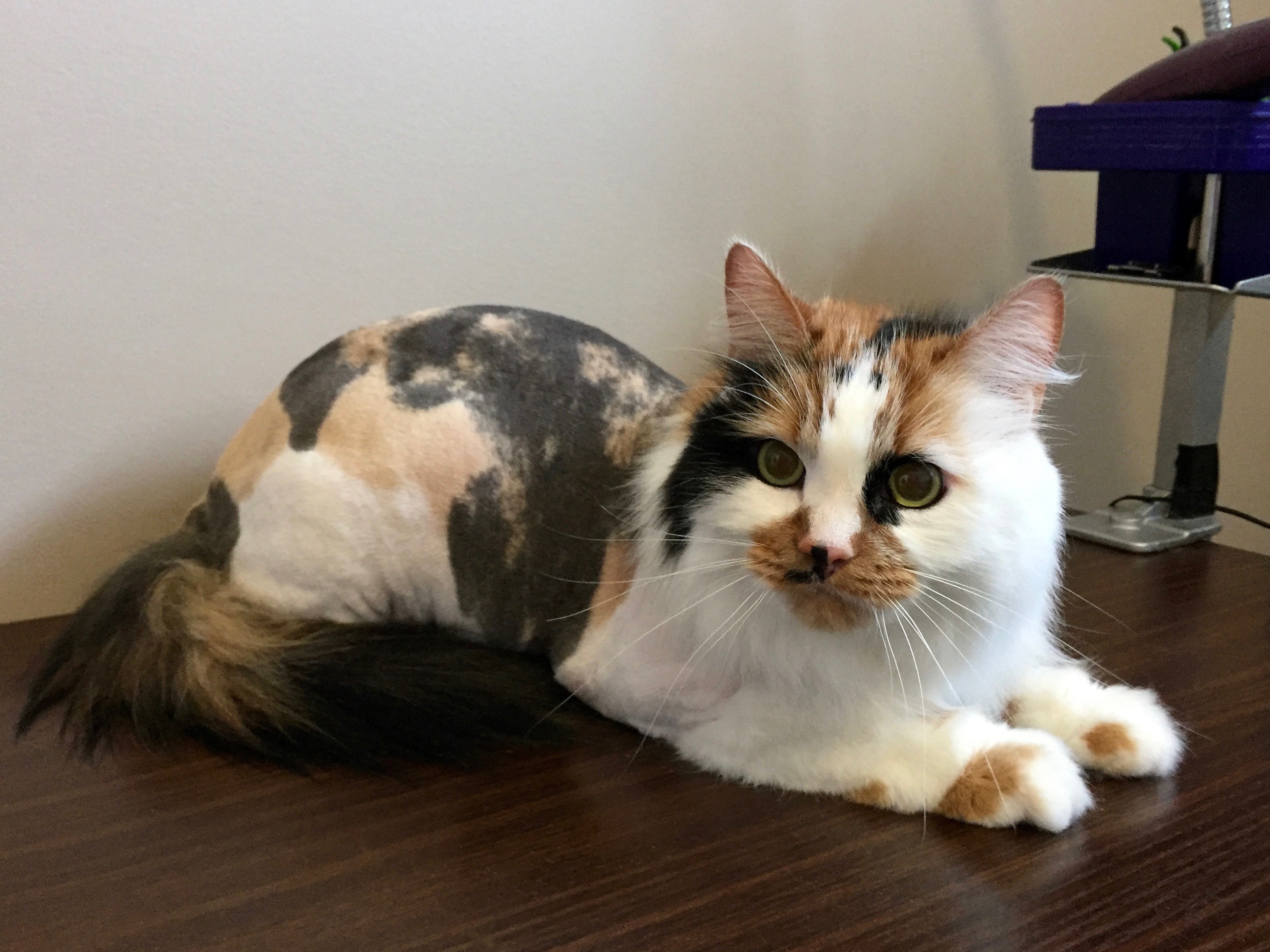 Pretty Kitty Cat Grooming Edmonton Cat Grooming Galleries