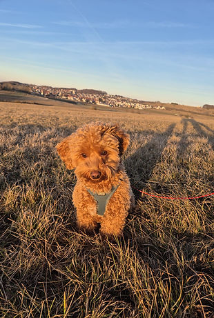 Foto zur Rezension Ines.jpeg