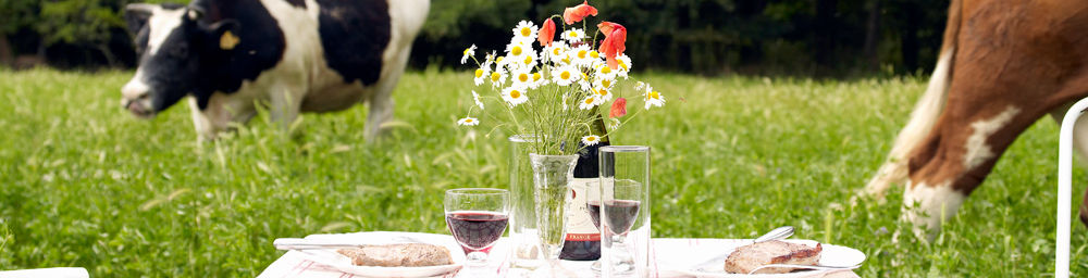 picnic in the country