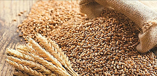 uabb buğday.png