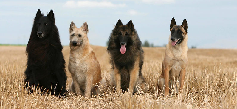 BERGER BELGE