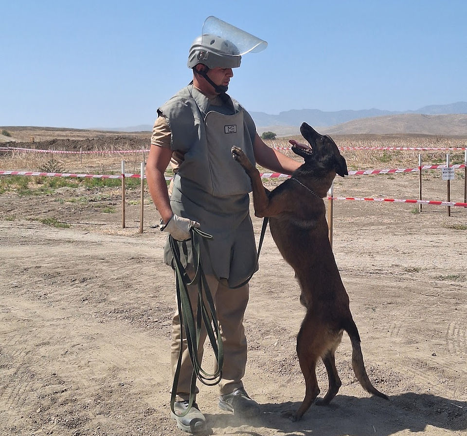 MDD Roy with his handler