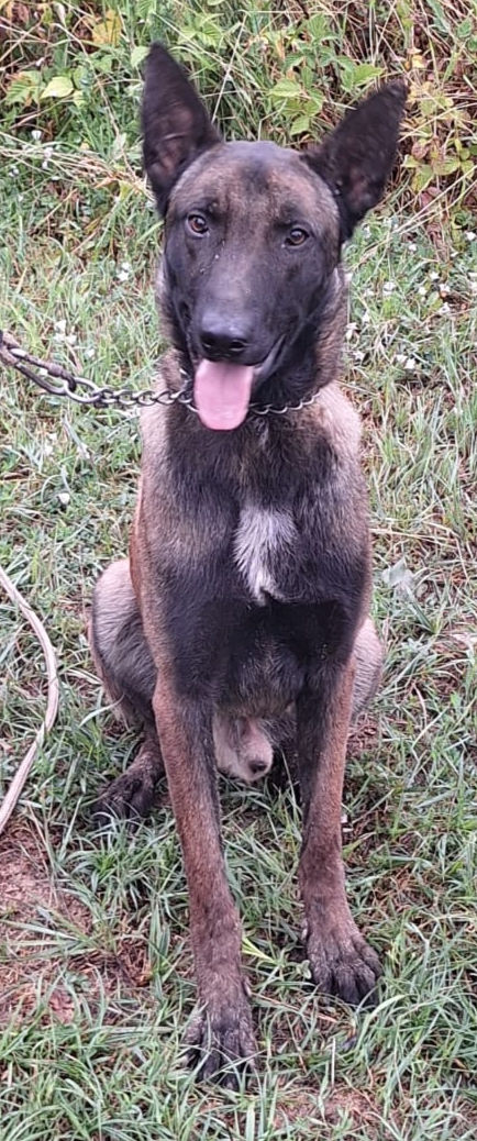 MDD Cub