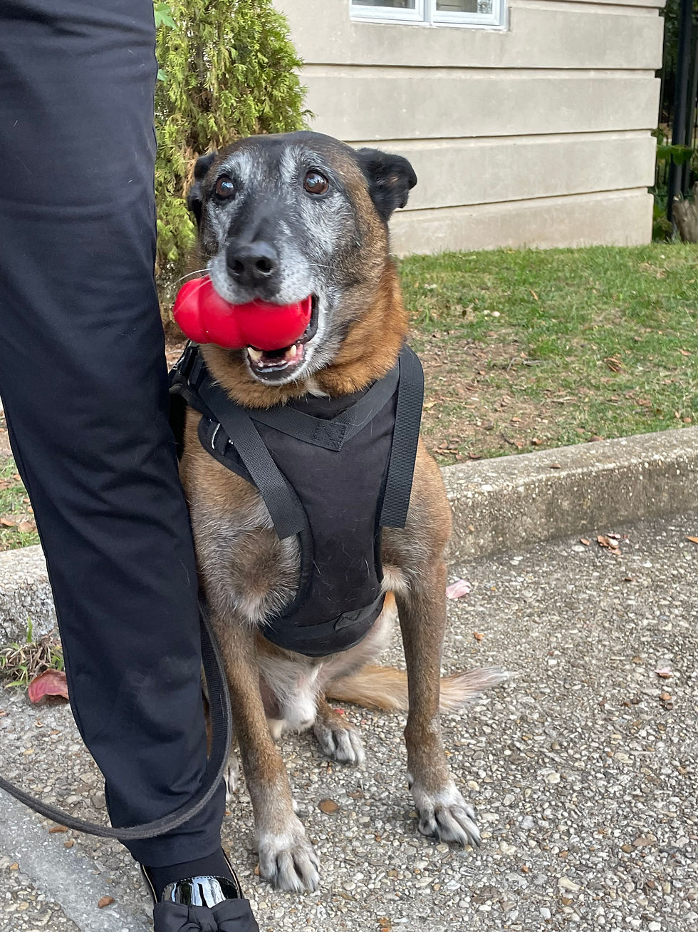 Four Years Later: MDD Rico Cosby's Lasting Legacy as MLI’s K9 Ambassador