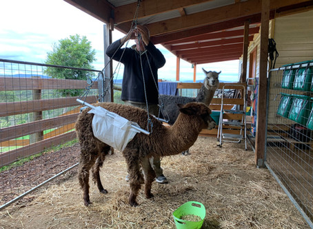 Winter Blues for Alpacas
