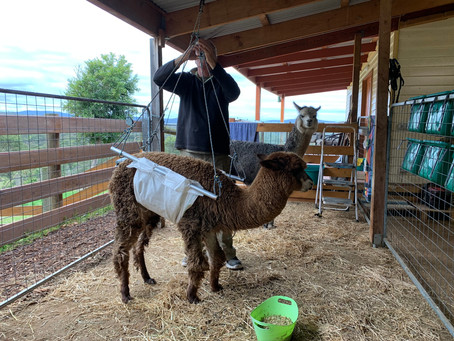 Winter Blues for Alpacas