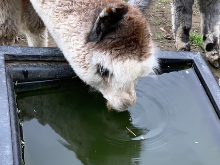16 February 2020 Open Farm