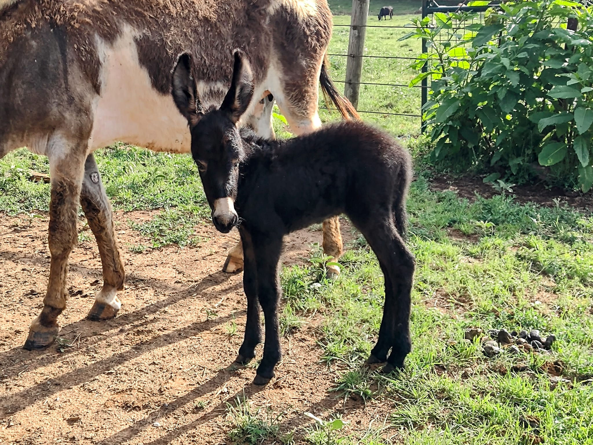 Adopt an Animal- Monthly Gift