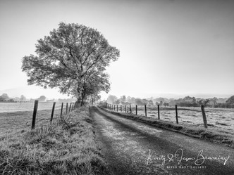 Whispers Down the Lane.jpg