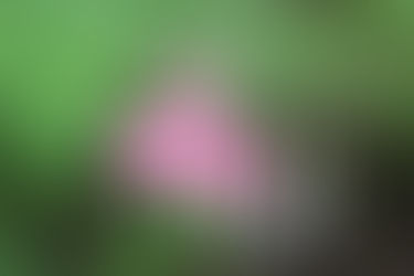 Guilt Management Style