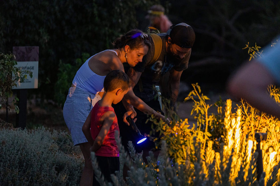 Summer nights at Boyce Thompson Arboretum reveal a whole new side of the Sonoran Desert.