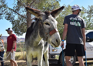 Burro racing? A nod to mining, Arizona communities embrace the competition