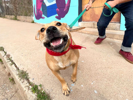 Tails of Superior: Your Dog’s Ultimate Weekend Getaway