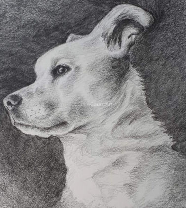 Clare Gaunt Art Watercolour Painting Pet Portrait Commission 132.jpg