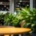 interior plants blurred out in a commercial setting.jpg
