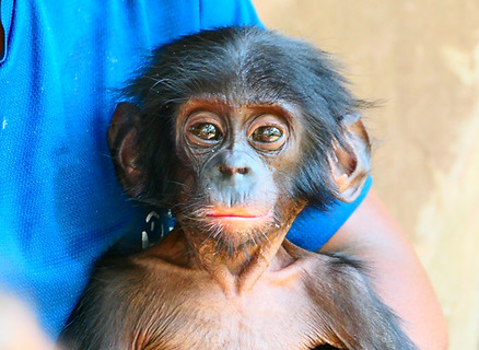 Orphaned baby bonobo Lombo & Surrogate Mama Peguy at Lola ya Bonobo Sanctuary in DR Congo 2023