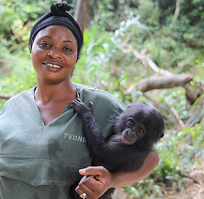 Baby bonobo being held by caretaker at Lola ya Bonobo Sanctuary in DR Congo