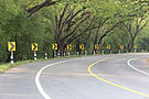 road-amidst-trees-plants-city.jpg