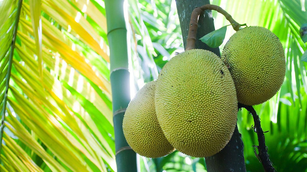 Jackfruit with Background