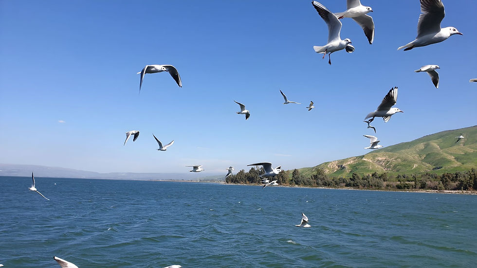 Treasures of Tiberias